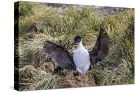 Adult Imperial Shag (Phalacrocorax Atriceps) Landing at Nest Site on New Island, Falkland Islands-Michael Nolan-Stretched Canvas