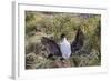 Adult Imperial Shag (Phalacrocorax Atriceps) Landing at Nest Site on New Island, Falkland Islands-Michael Nolan-Framed Photographic Print