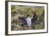 Adult Imperial Shag (Phalacrocorax Atriceps) Landing at Nest Site on New Island, Falkland Islands-Michael Nolan-Framed Photographic Print