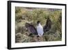 Adult Imperial Shag (Phalacrocorax Atriceps) Landing at Nest Site on New Island, Falkland Islands-Michael Nolan-Framed Photographic Print