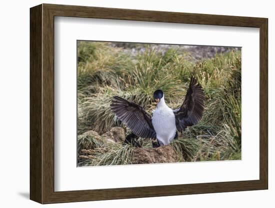 Adult Imperial Shag (Phalacrocorax Atriceps) Landing at Nest Site on New Island, Falkland Islands-Michael Nolan-Framed Photographic Print