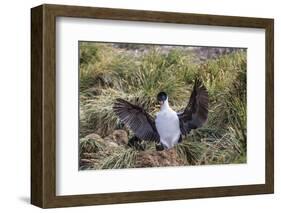 Adult Imperial Shag (Phalacrocorax Atriceps) Landing at Nest Site on New Island, Falkland Islands-Michael Nolan-Framed Photographic Print