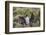 Adult Imperial Shag (Phalacrocorax Atriceps) Landing at Nest Site on New Island, Falkland Islands-Michael Nolan-Framed Photographic Print