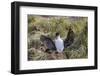 Adult Imperial Shag (Phalacrocorax Atriceps) Landing at Nest Site on New Island, Falkland Islands-Michael Nolan-Framed Photographic Print