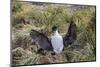 Adult Imperial Shag (Phalacrocorax Atriceps) Landing at Nest Site on New Island, Falkland Islands-Michael Nolan-Mounted Photographic Print