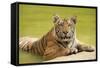 Adult Indochinese Tiger at the Waterside.-Dmitry Chulov-Framed Stretched Canvas