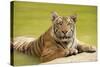 Adult Indochinese Tiger at the Waterside.-Dmitry Chulov-Stretched Canvas