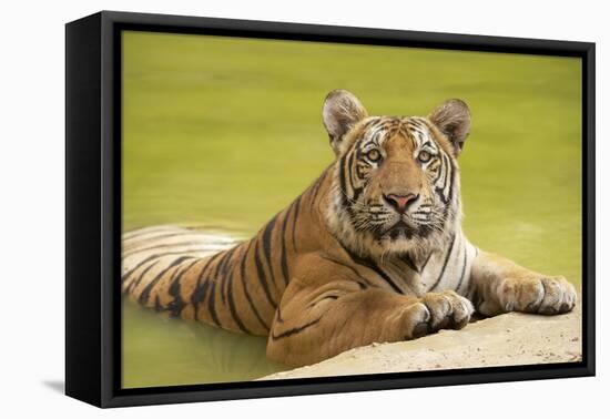 Adult Indochinese Tiger at the Waterside.-Dmitry Chulov-Framed Stretched Canvas