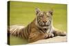 Adult Indochinese Tiger at the Waterside.-Dmitry Chulov-Stretched Canvas