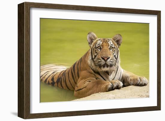 Adult Indochinese Tiger at the Waterside.-Dmitry Chulov-Framed Photographic Print