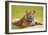 Adult Indochinese Tiger at the Waterside.-Dmitry Chulov-Framed Photographic Print