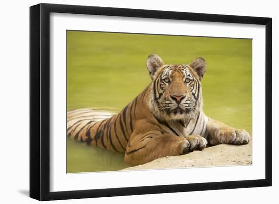 Adult Indochinese Tiger at the Waterside.-Dmitry Chulov-Framed Photographic Print