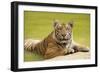 Adult Indochinese Tiger at the Waterside.-Dmitry Chulov-Framed Photographic Print