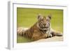 Adult Indochinese Tiger at the Waterside.-Dmitry Chulov-Framed Photographic Print