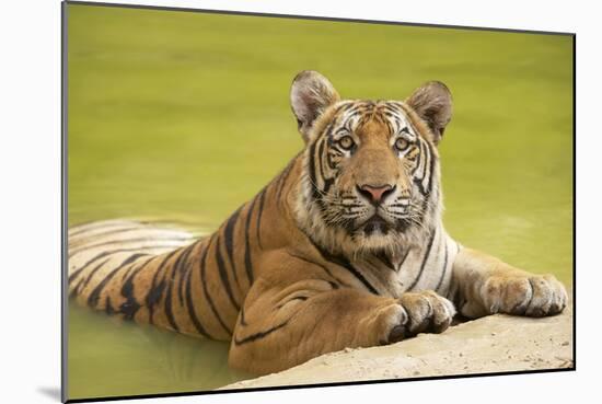 Adult Indochinese Tiger at the Waterside.-Dmitry Chulov-Mounted Photographic Print
