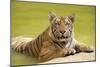 Adult Indochinese Tiger at the Waterside.-Dmitry Chulov-Mounted Photographic Print