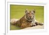 Adult Indochinese Tiger at the Waterside.-Dmitry Chulov-Framed Photographic Print