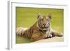 Adult Indochinese Tiger at the Waterside.-Dmitry Chulov-Framed Photographic Print