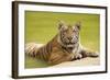 Adult Indochinese Tiger at the Waterside.-Dmitry Chulov-Framed Photographic Print