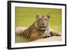 Adult Indochinese Tiger at the Waterside.-Dmitry Chulov-Framed Photographic Print