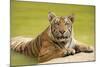 Adult Indochinese Tiger at the Waterside.-Dmitry Chulov-Mounted Photographic Print
