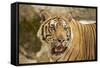 Adult Indochinese Tiger.-Dmitry Chulov-Framed Stretched Canvas