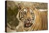 Adult Indochinese Tiger.-Dmitry Chulov-Stretched Canvas