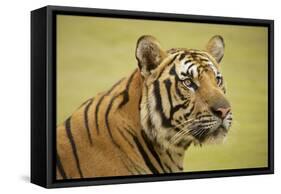 Adult Indochinese Tiger.-Dmitry Chulov-Framed Stretched Canvas