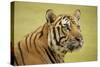 Adult Indochinese Tiger.-Dmitry Chulov-Stretched Canvas