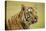 Adult Indochinese Tiger.-Dmitry Chulov-Stretched Canvas