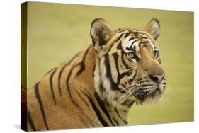 Adult Indochinese Tiger.-Dmitry Chulov-Stretched Canvas