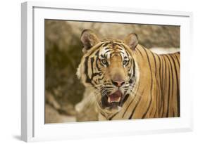 Adult Indochinese Tiger.-Dmitry Chulov-Framed Photographic Print