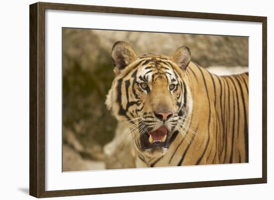 Adult Indochinese Tiger.-Dmitry Chulov-Framed Photographic Print