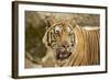 Adult Indochinese Tiger.-Dmitry Chulov-Framed Photographic Print