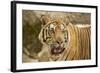 Adult Indochinese Tiger.-Dmitry Chulov-Framed Photographic Print
