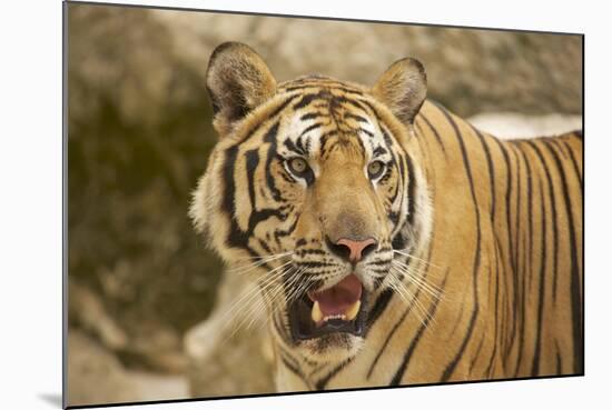 Adult Indochinese Tiger.-Dmitry Chulov-Mounted Photographic Print