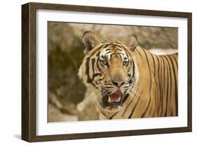 Adult Indochinese Tiger.-Dmitry Chulov-Framed Photographic Print