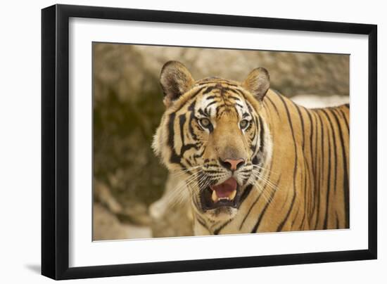 Adult Indochinese Tiger.-Dmitry Chulov-Framed Photographic Print