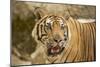 Adult Indochinese Tiger.-Dmitry Chulov-Mounted Photographic Print