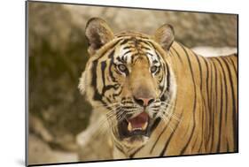 Adult Indochinese Tiger.-Dmitry Chulov-Mounted Photographic Print
