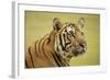 Adult Indochinese Tiger.-Dmitry Chulov-Framed Photographic Print