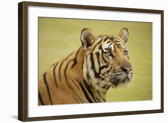 Adult Indochinese Tiger.-Dmitry Chulov-Framed Photographic Print