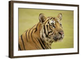 Adult Indochinese Tiger.-Dmitry Chulov-Framed Photographic Print