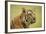 Adult Indochinese Tiger.-Dmitry Chulov-Framed Photographic Print