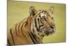 Adult Indochinese Tiger.-Dmitry Chulov-Mounted Photographic Print