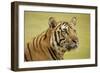 Adult Indochinese Tiger.-Dmitry Chulov-Framed Photographic Print