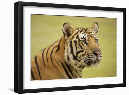 Adult Indochinese Tiger.-Dmitry Chulov-Framed Photographic Print