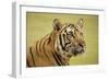 Adult Indochinese Tiger.-Dmitry Chulov-Framed Photographic Print