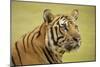 Adult Indochinese Tiger.-Dmitry Chulov-Mounted Photographic Print