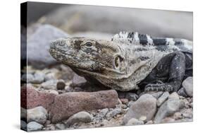 Adult Isla San Esteban Spiny-Tailed Iguana (Ctenosaura Conspicuosa) Basking in the Sun-Michael Nolan-Stretched Canvas